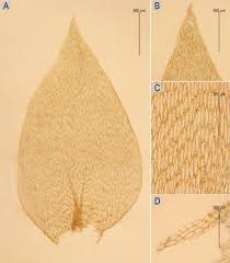 Attēlu rezultāti vaicājumam “Brachythecium campestre”
