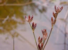 Attēlu rezultāti vaicājumam “Juncus alpinoarticulatus fruit”