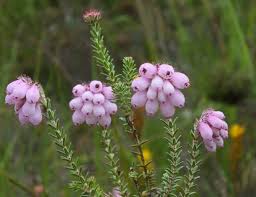 Attēlu rezultāti vaicājumam “Erica tetralix leaf”