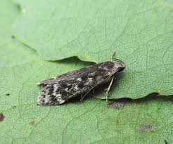 Attēlu rezultāti vaicājumam “Anacampsis blatariella”