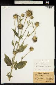Image result for Dipsacus pilosus
