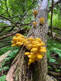 Attēlu rezultāti vaicājumam “Diachea sp.”