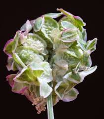 Attēlu rezultāti vaicājumam “Poterium sanguisorba flower”