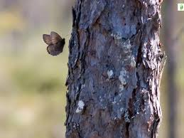 Attēlu rezultāti vaicājumam “Oeneis jutta underside”