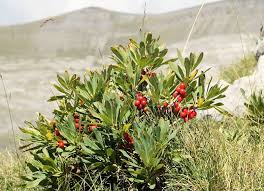 Attēlu rezultāti vaicājumam “Daphne mezereum fruit”