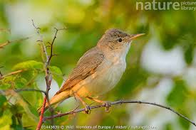 Image result for Hippolais pallida