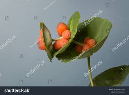 Attēlu rezultāti vaicājumam “Lonicera caprifolium fruit”
