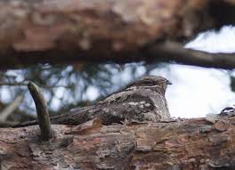 Attēlu rezultāti vaicājumam “Caprimulgus europaeus juvenile”