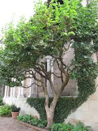 Attēlu rezultāti vaicājumam “Cornus mas”