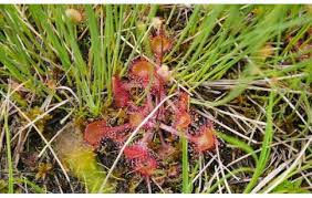 Attēlu rezultāti vaicājumam “Drosera rotundifolia fruit”
