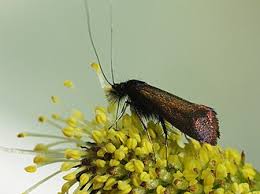 Attēlu rezultāti vaicājumam “Adela cuprella”