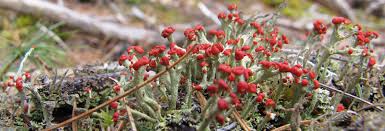 Attēlu rezultāti vaicājumam “Cladonia stygia”