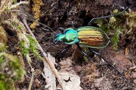 Attēlu rezultāti vaicājumam “Carabidae”