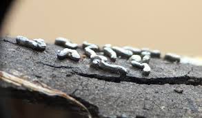 Attēlu rezultāti vaicājumam “Physarum bitectum macro”