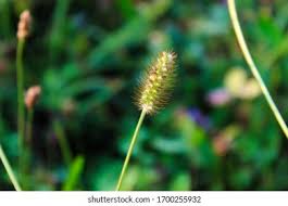 Attēlu rezultāti vaicājumam “Setaria glauca”