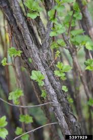 Attēlu rezultāti vaicājumam “Ribes alpinum leaf”