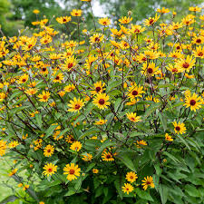 Image result for Heliopsis scabra
