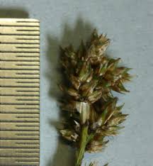 Attēlu rezultāti vaicājumam “Carex diandra”