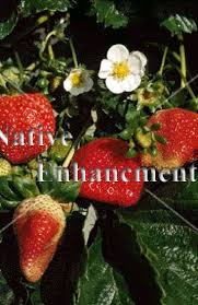 Attēlu rezultāti vaicājumam “Fragaria x ananassa”