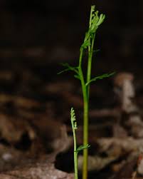 Attēlu rezultāti vaicājumam “Botrychium matricariifolium”