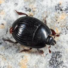 Attēlu rezultāti vaicājumam “Histeridae”