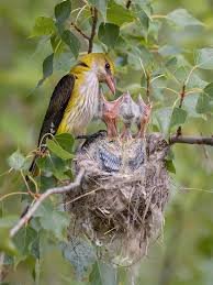 Attēlu rezultāti vaicājumam “Oriolus oriolus female”