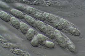 Attēlu rezultāti vaicājumam “Neonectria coccinea”