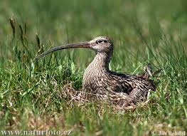 Attēlu rezultāti vaicājumam “Numenius arquata”