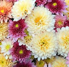 Image result for Chrysanthemum spectabile