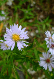 Attēlu rezultāti vaicājumam “Symphyotrichum x salignum leaf”