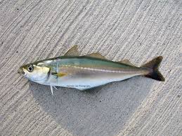 Image result for Pollachius pollachius