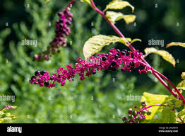 Attēlu rezultāti vaicājumam “Phytolaccaceae”