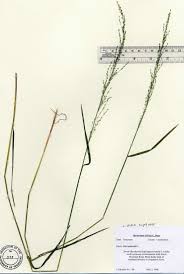 Attēlu rezultāti vaicājumam “Poa nemoralis”