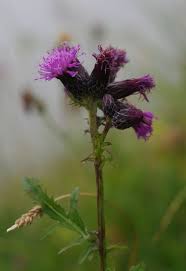 Attēlu rezultāti vaicājumam “Serratula tinctoria flower”