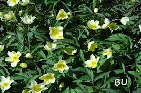 Attēlu rezultāti vaicājumam “Anemone x lipsiensis leaf”