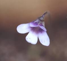 Attēlu rezultāti vaicājumam “Pinguicula vulgaris”