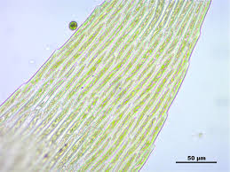 Attēlu rezultāti vaicājumam “Warnstorfia fluitans”