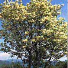 Attēlu rezultāti vaicājumam “Fraxinus excelsior Pendula female flower”