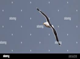 Attēlu rezultāti vaicājumam “Larus marinus adult”