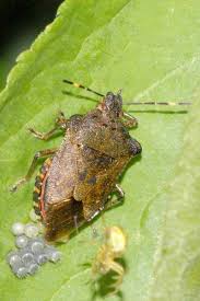 Attēlu rezultāti vaicājumam “Troilus luridus”