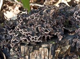 Attēlu rezultāti vaicājumam “Chondrostereum purpureum”