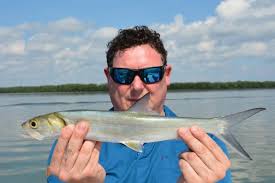 Image result for Elops saurus