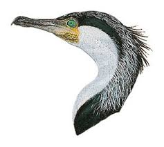 Attēlu rezultāti vaicājumam “Phalacrocorax carbo”