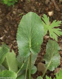Attēlu rezultāti vaicājumam “Eryngium planum leaf”