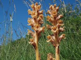 Attēlu rezultāti vaicājumam “Orobanche elatior”