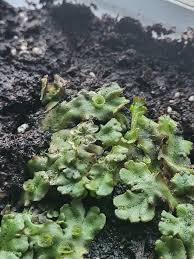 Attēlu rezultāti vaicājumam “Marchantia polymorpha”