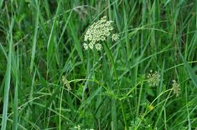 Attēlu rezultāti vaicājumam “Selinum carvifolia”