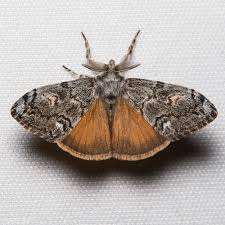 Attēlu rezultāti vaicājumam “Orgyia antiqua imago”