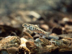 Image result for Salmo zrmanjaensis