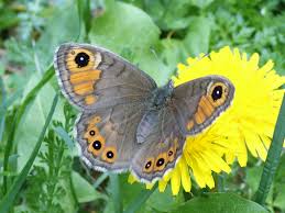 Attēlu rezultāti vaicājumam “Lasiommata petropolitana”